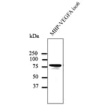 Western Blot - Anti-VEGFA Antibody (AB0063) - Antibodies.com