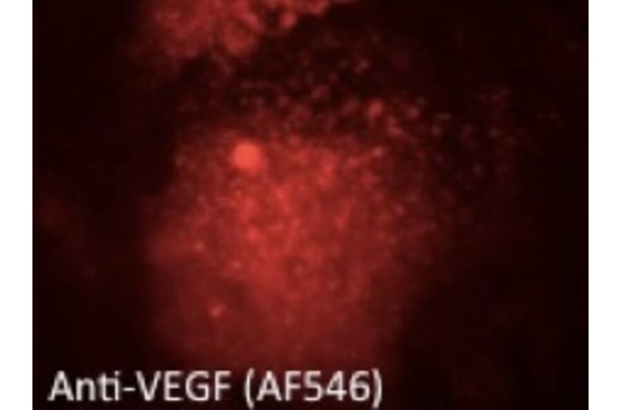 Immunoflouroscence - Anti-VEGFA Antibody (AB0063) - Antibodies.com