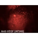 Immunoflouroscence - Anti-VEGFA Antibody (AB0063) - Antibodies.com