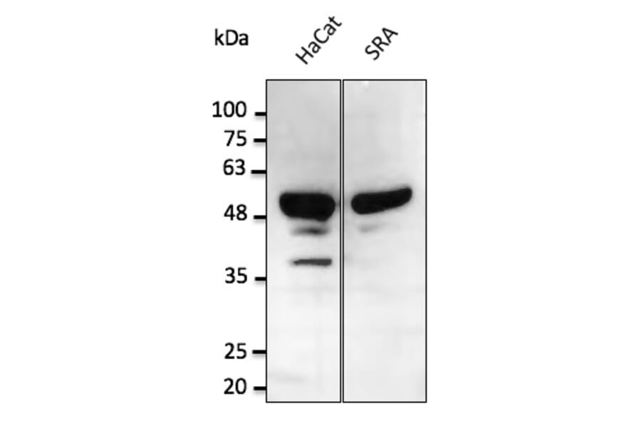 Western Blot - Anti-p53 Antibody (AB0065) - Antibodies.com