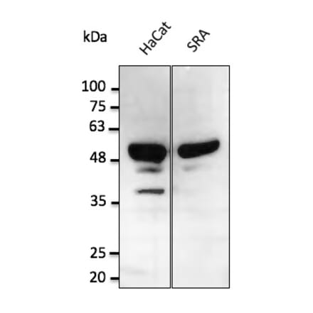Western Blot - Anti-p53 Antibody (AB0065) - Antibodies.com