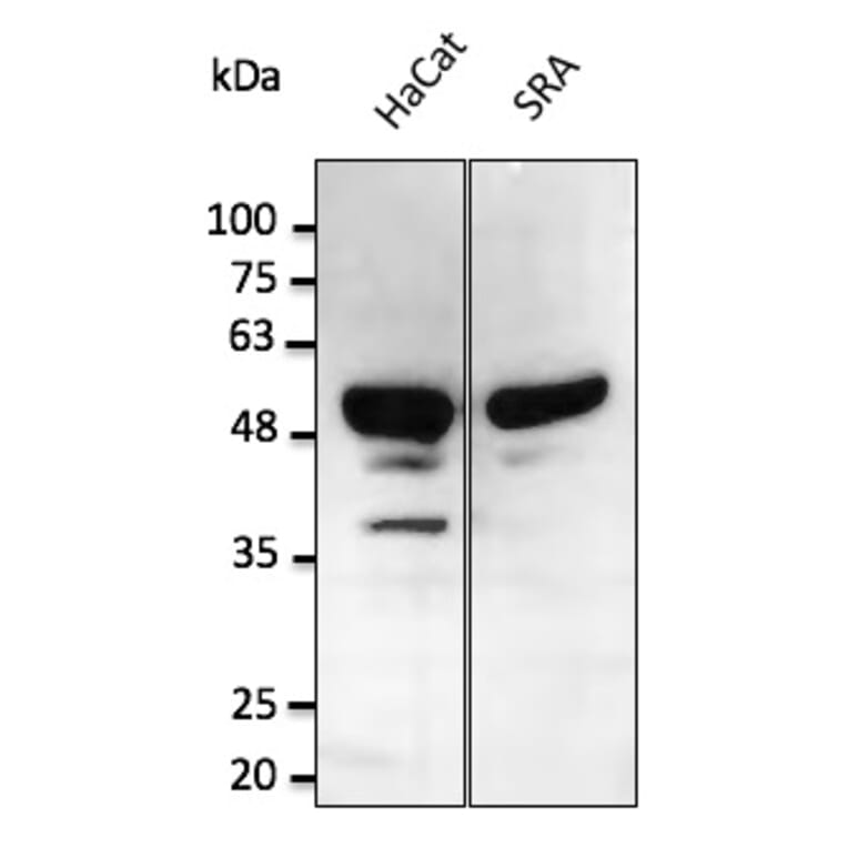 Western Blot - Anti-p53 Antibody (AB0065) - Antibodies.com