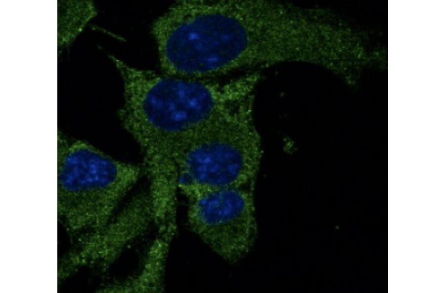 Immunoflouroscence - Anti-p53 Antibody (AB0065) - Antibodies.com