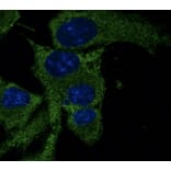 Immunoflouroscence - Anti-p53 Antibody (AB0065) - Antibodies.com