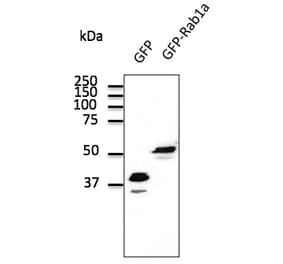 Western Blot - Anti-GFP Antibody (AB0066) - Antibodies.com