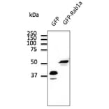 Western Blot - Anti-GFP Antibody (AB0066) - Antibodies.com