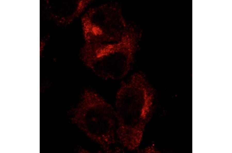 Immunoflouroscence - Anti-GFP Antibody (AB0066) - Antibodies.com