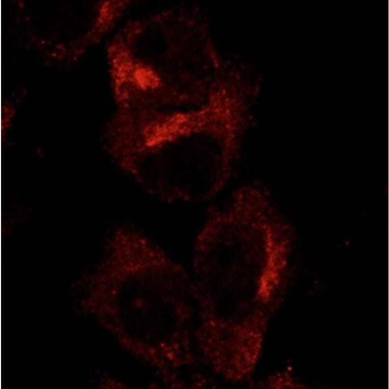 Immunoflouroscence - Anti-GFP Antibody (AB0066) - Antibodies.com