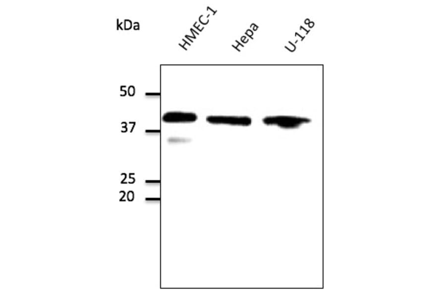 Western Blot - Anti-GAPDH Antibody (AB0067) - Antibodies.com