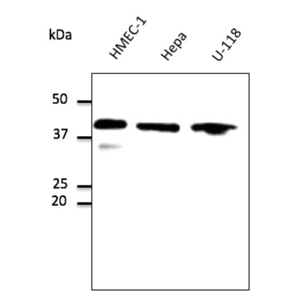 Western Blot - Anti-GAPDH Antibody (AB0067) - Antibodies.com