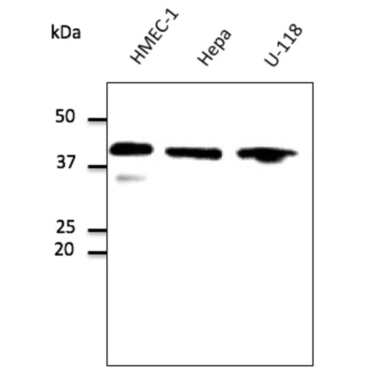 Western Blot - Anti-GAPDH Antibody (AB0067) - Antibodies.com