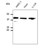 Western Blot - Anti-GAPDH Antibody (AB0067) - Antibodies.com