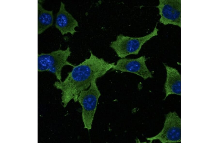 Immunoflouroscence - Anti-GAPDH Antibody (AB0067) - Antibodies.com