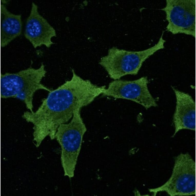 Immunoflouroscence - Anti-GAPDH Antibody (AB0067) - Antibodies.com