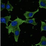 Immunoflouroscence - Anti-GAPDH Antibody (AB0067) - Antibodies.com