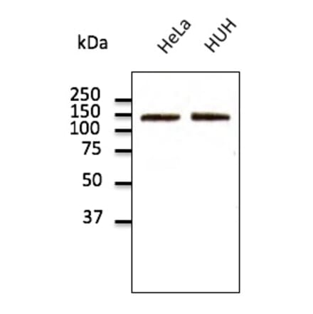 Western Blot - Anti-N Cadherin Antibody (AB0071) - Antibodies.com