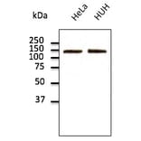 Western Blot - Anti-N Cadherin Antibody (AB0071) - Antibodies.com
