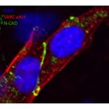 Immunoflouroscence - Anti-N Cadherin Antibody (AB0071) - Antibodies.com