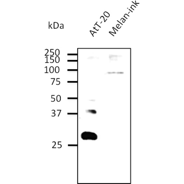 Western Blot - Anti-RAB27B Antibody (AB0072) - Antibodies.com