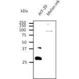 Western Blot - Anti-RAB27B Antibody (AB0072) - Antibodies.com