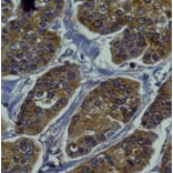 Immunohistochemistry - Anti-RAB27B Antibody (AB0072) - Antibodies.com