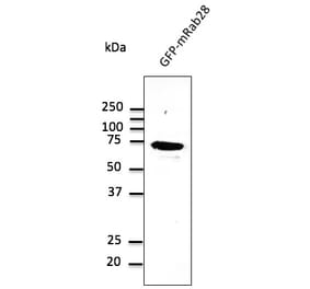 Western Blot - Anti-RAB28 Antibody (AB0075) - Antibodies.com