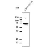Western Blot - Anti-RAB28 Antibody (AB0075) - Antibodies.com