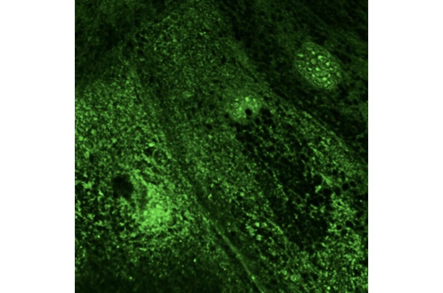 Immunoflouroscence - Anti-RAB28 Antibody (AB0075) - Antibodies.com