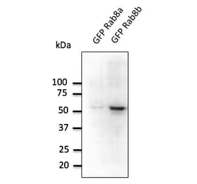 Western Blot - Anti-RAB8B Antibody (AB0076) - Antibodies.com