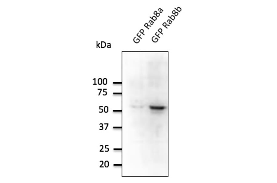 Western Blot - Anti-RAB8B Antibody (AB0076) - Antibodies.com