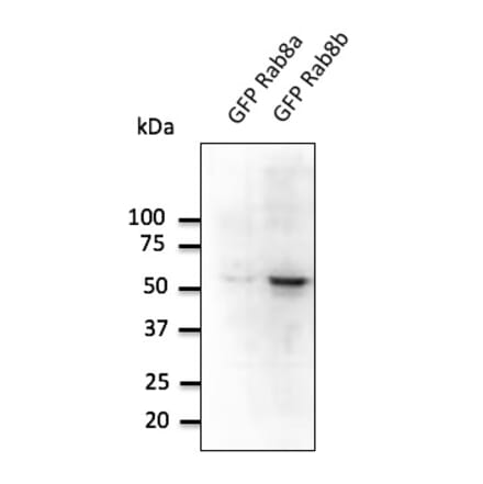 Western Blot - Anti-RAB8B Antibody (AB0076) - Antibodies.com