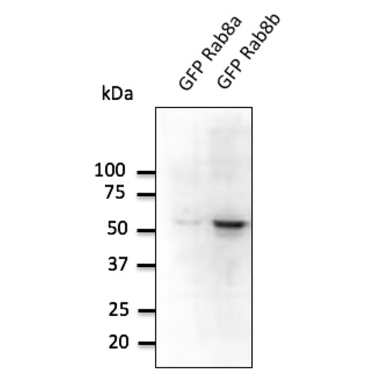 Western Blot - Anti-RAB8B Antibody (AB0076) - Antibodies.com