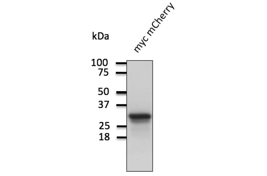 Western Blot - Anti-mCherry Antibody (AB0081) - Antibodies.com