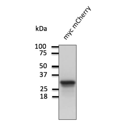 Western Blot - Anti-mCherry Antibody (AB0081) - Antibodies.com