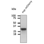 Western Blot - Anti-mCherry Antibody (AB0081) - Antibodies.com