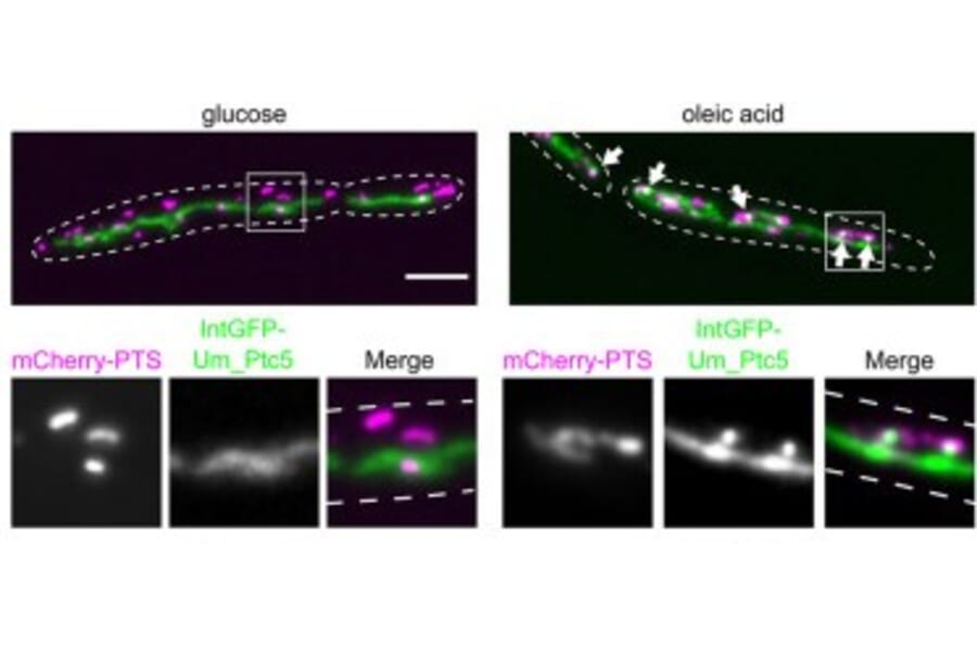 Immunofluorescence - Anti-mCherry Antibody - Antibodies.com