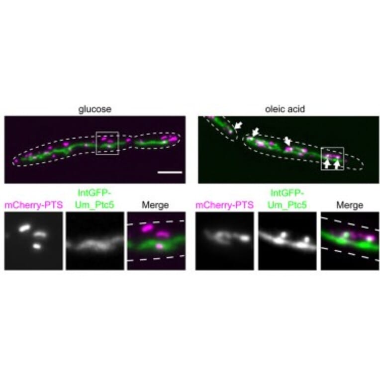 Immunofluorescence - Anti-mCherry Antibody - Antibodies.com