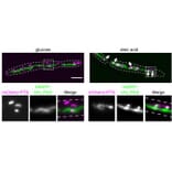Immunofluorescence - Anti-mCherry Antibody - Antibodies.com