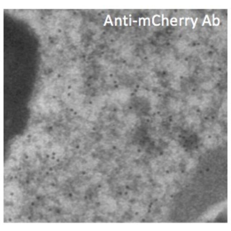Immune Electron Microscopy - Anti-mCherry Antibody (AB0081) - Antibodies.com