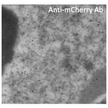 Immune Electron Microscopy - Anti-mCherry Antibody (AB0081) - Antibodies.com