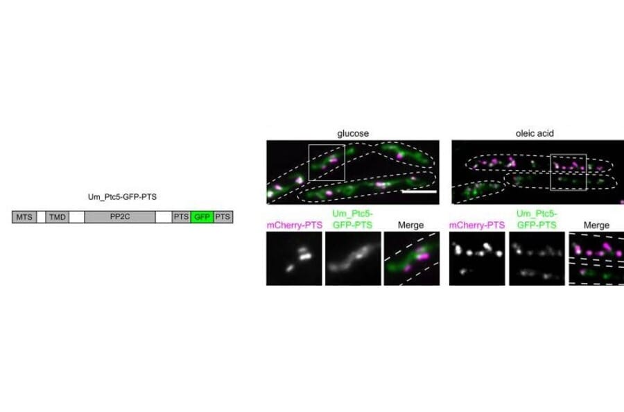 Immunofluorescence - Anti-mCherry Antibody - Antibodies.com