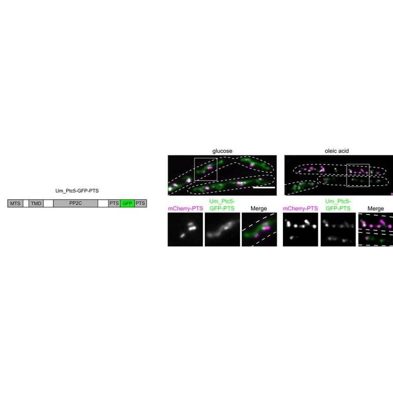 Immunofluorescence - Anti-mCherry Antibody - Antibodies.com