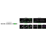 Immunofluorescence - Anti-mCherry Antibody - Antibodies.com