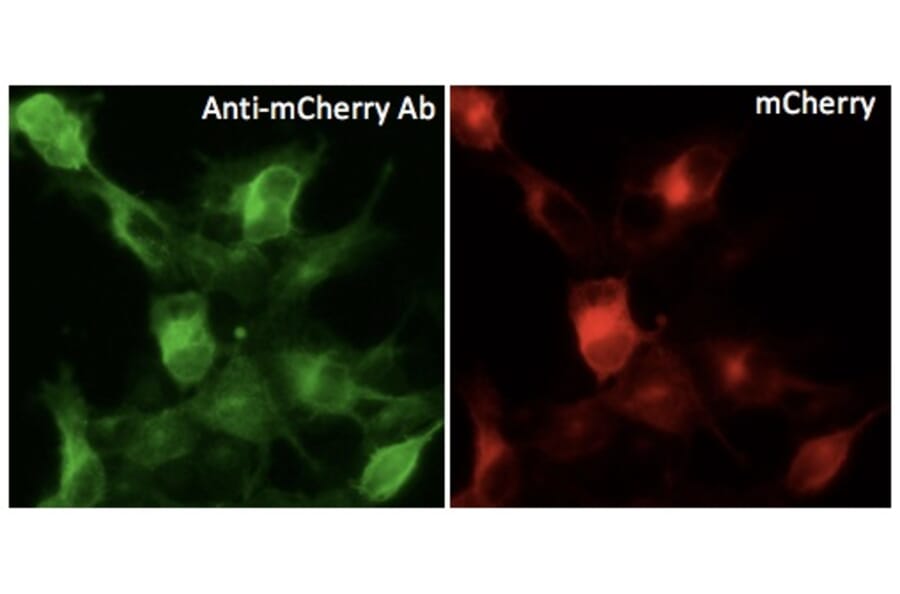 Immunoflouroscence - Anti-mCherry Antibody (AB0081) - Antibodies.com