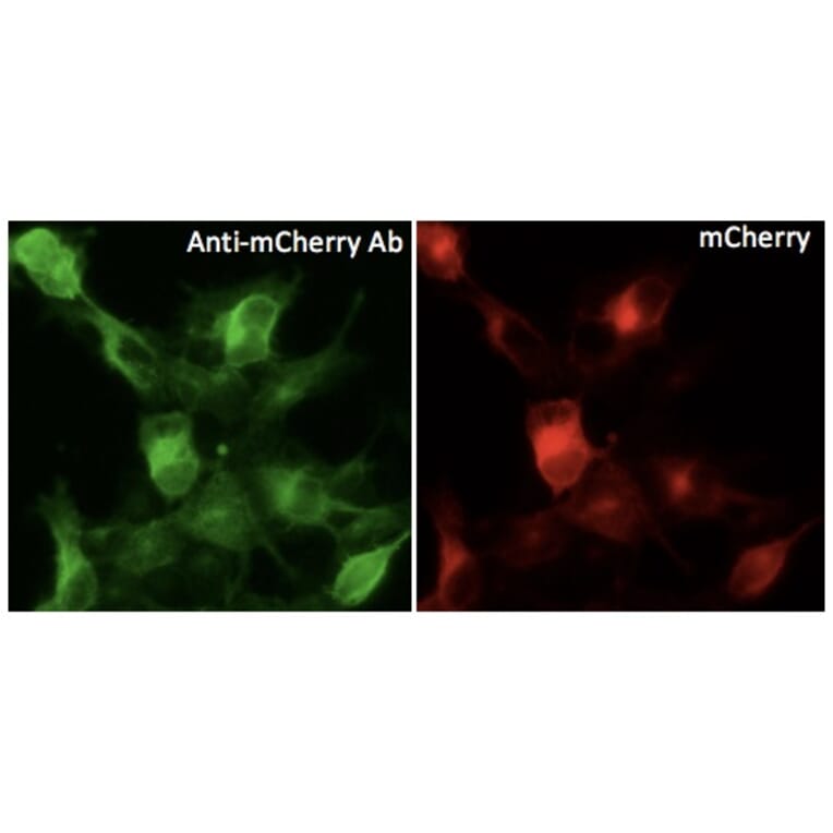 Immunoflouroscence - Anti-mCherry Antibody (AB0081) - Antibodies.com