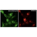 Immunoflouroscence - Anti-mCherry Antibody (AB0081) - Antibodies.com