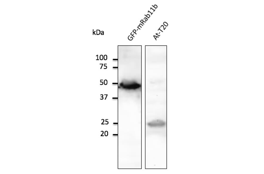 Western Blot - Anti-RAB11B Antibody (AB0082) - Antibodies.com