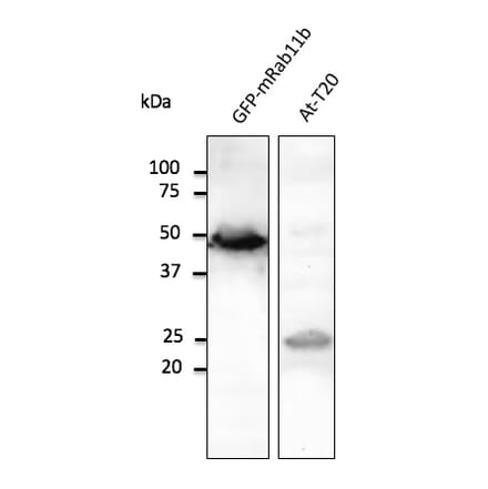 Western Blot - Anti-RAB11B Antibody (AB0082) - Antibodies.com