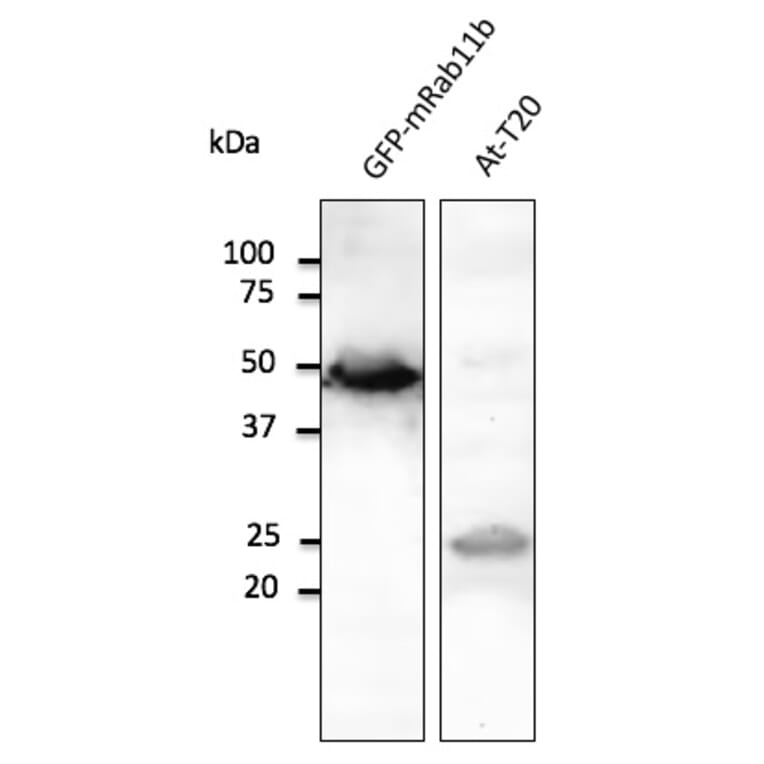 Western Blot - Anti-RAB11B Antibody (AB0082) - Antibodies.com