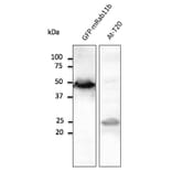 Western Blot - Anti-RAB11B Antibody (AB0082) - Antibodies.com